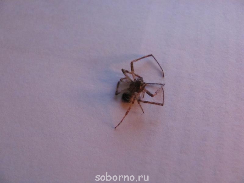 Флудильничек - IMG_0035.jpg