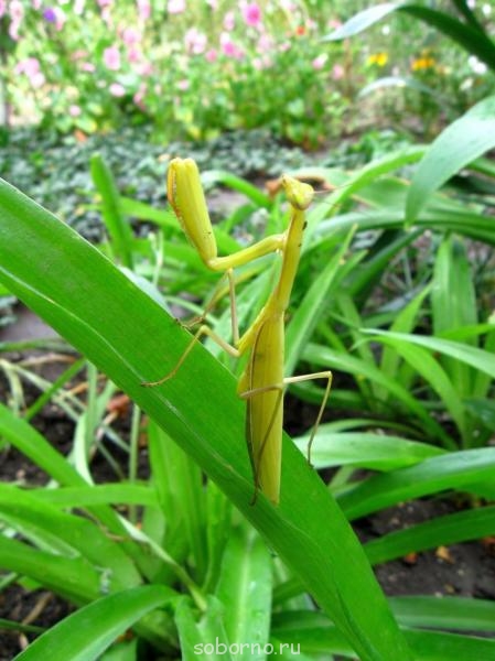 Бр-р-р-р... Насекомые всякие - IMG_7906.jpg