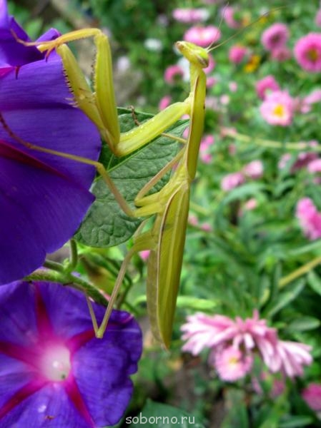 Бр-р-р-р... Насекомые всякие - IMG_7920.jpg