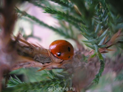 Бр-р-р-р... Насекомые всякие - 0_7561e_1f0474c9_-2-L.jpg