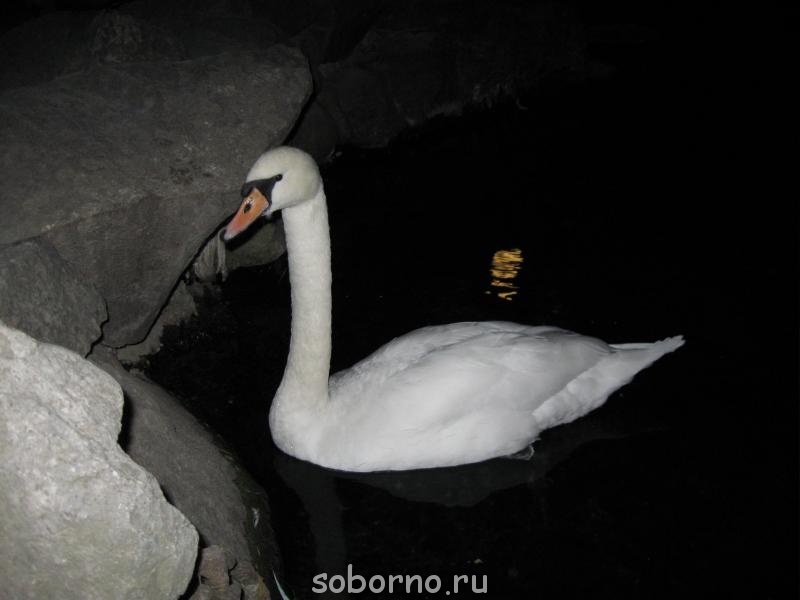 Пернатые соседи дикие - IMG_2051.JPG