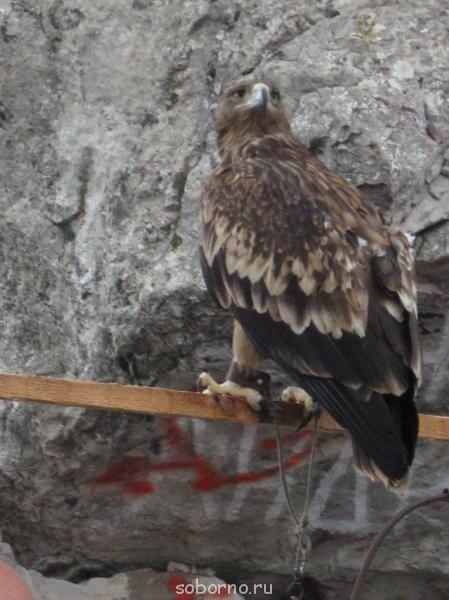 Пернатые соседи дикие - IMG_1850.JPG