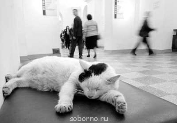 Кошки - очарование МОЁ - x_2c941915.jpg