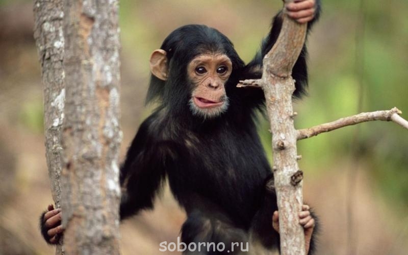 Они такие забавные смешные фото и видео - y_cf9996a5.jpg