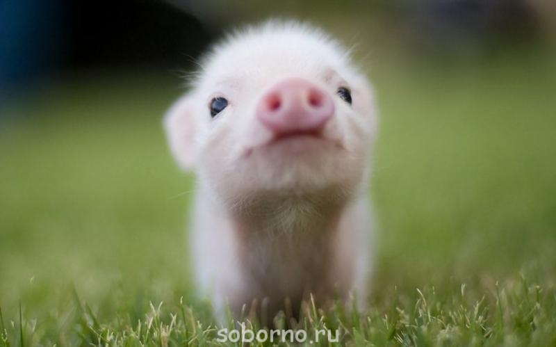 Они такие забавные смешные фото и видео - y_92e4c30e.jpg