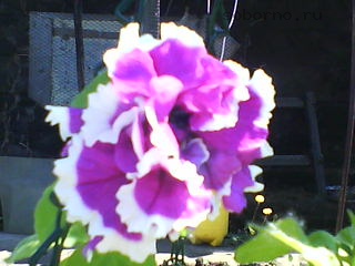 Домашние любимцы комнатные цветы  - DSC00127.JPG