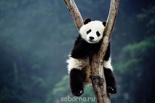 Они такие забавные смешные фото и видео - x_cdac3e57.jpg