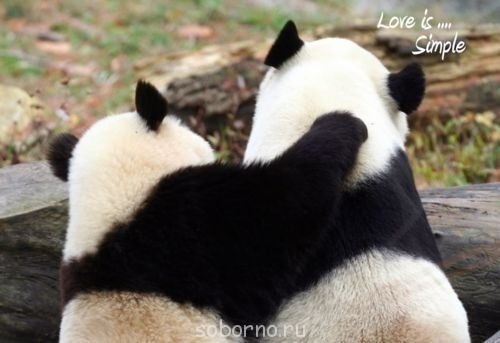 Они такие забавные смешные фото и видео - x_8920afdd.jpg