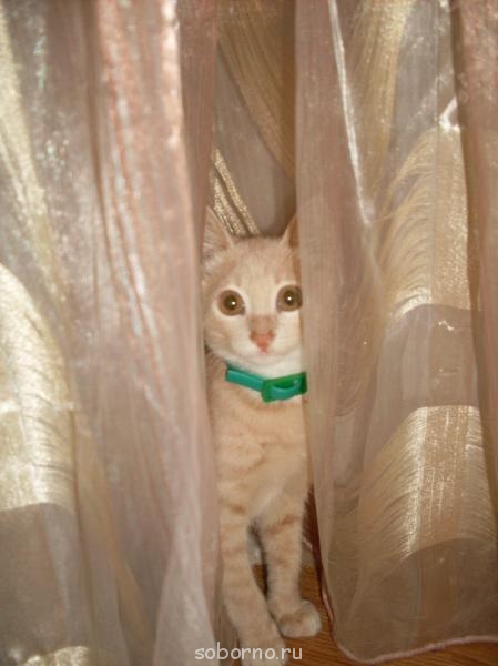 Кошки - очарование МОЁ - SDC10571.JPG