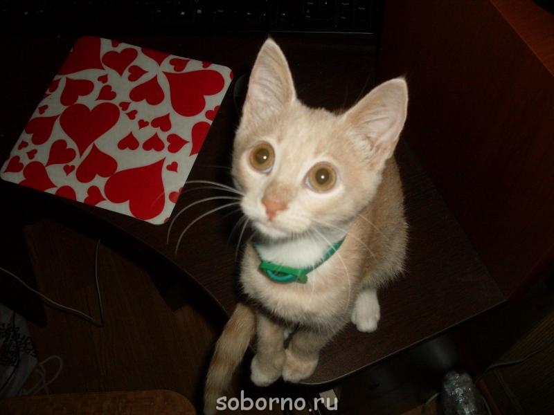 Кошки - очарование МОЁ - SDC10826.JPG