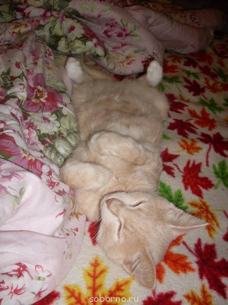 Кошки - очарование МОЁ - SDC10960.JPG