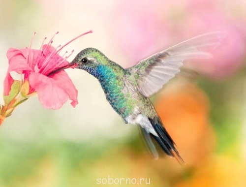 Рога и копыта, весёлая ЗоОфЛуДиЛьНя - x_6e39c7b5.jpg