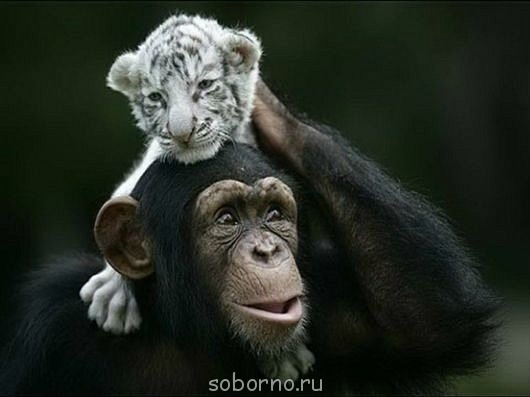 Они такие забавные смешные фото и видео - x_e54335e3.jpg