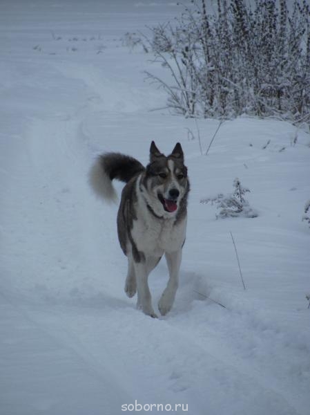 Наши верные друзья - собаки - IMG_0548.jpg
