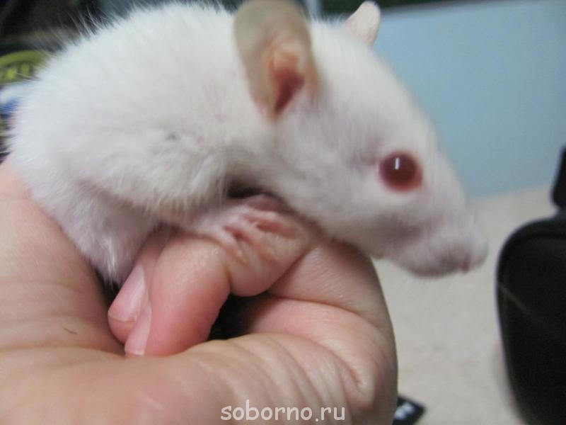 Завалинка - IMG_0790.jpg