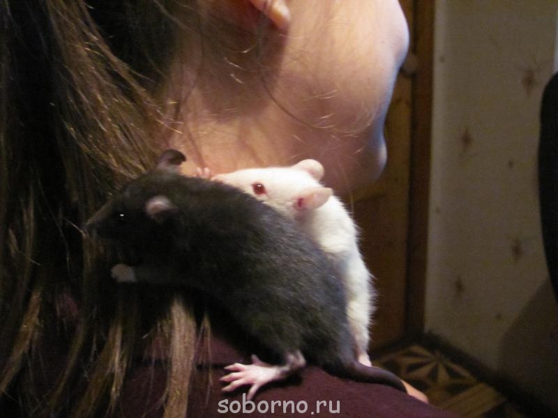 Завалинка - IMG_0933.jpg