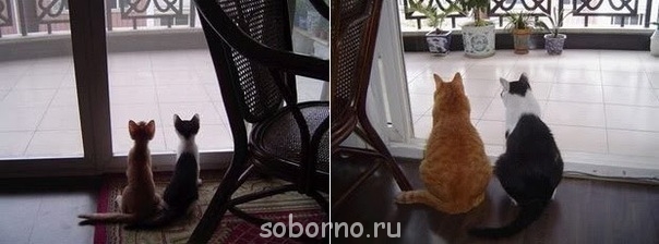 Они такие забавные смешные фото и видео - x_8d6b5429.jpg