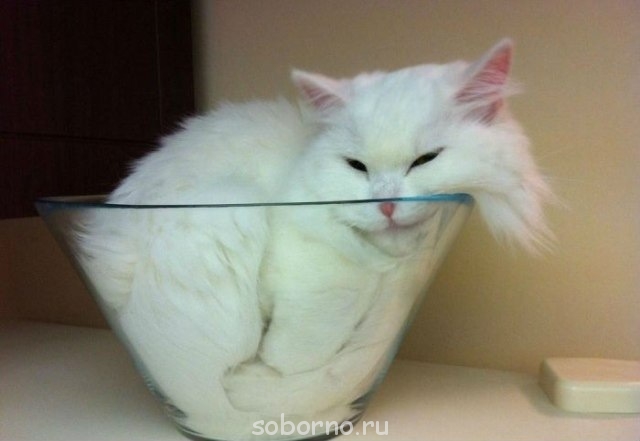 Они такие забавные смешные фото и видео - y_cf144e20.jpg