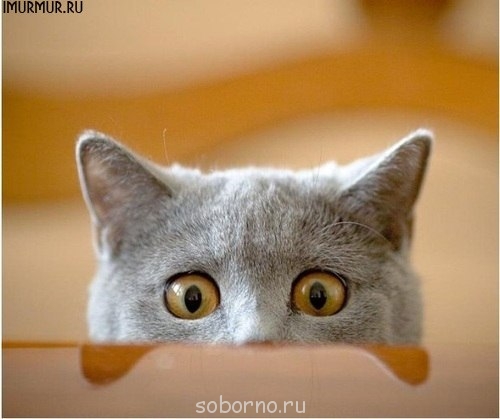 Они такие забавные смешные фото и видео  - x_09d35475.jpg