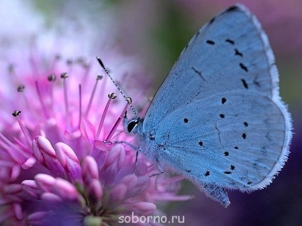 Доброе утро и Спокойной ночи - x_a52010d4.jpg