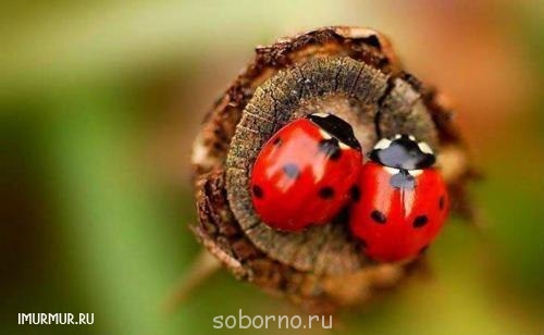 Бр-р-р-р... Насекомые всякие - x_22a54367.jpg