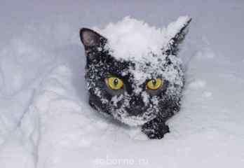 Кошки - очарование МОЁ - Замело....jpg