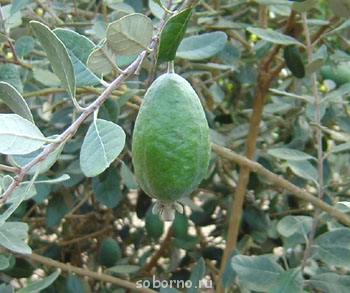 Доброе утро и Спокойной ночи  - feijoa.jpg
