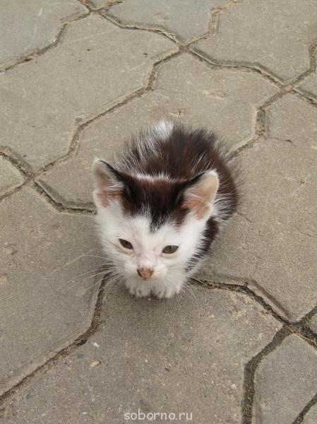 Кошки - очарование МОЁ - gallery_899_96_568239.jpg