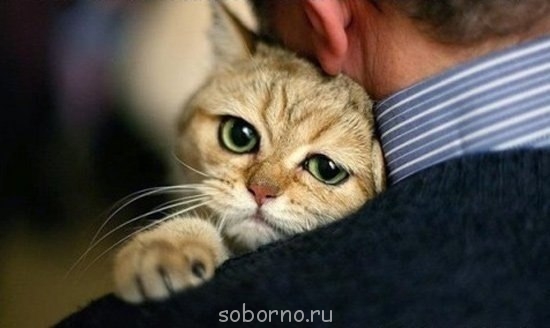 Они такие забавные смешные фото и видео - x_6f03e339.jpg