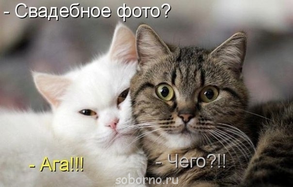 Они такие забавные смешные фото и видео - x_2ee70e11.jpg