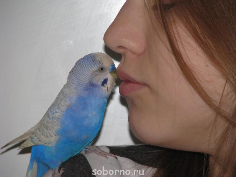 Мой пернатый друг домашние птицы  - аня 010.JPG