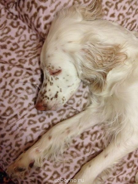 Наши верные друзья - собаки - Изображение 036.jpg