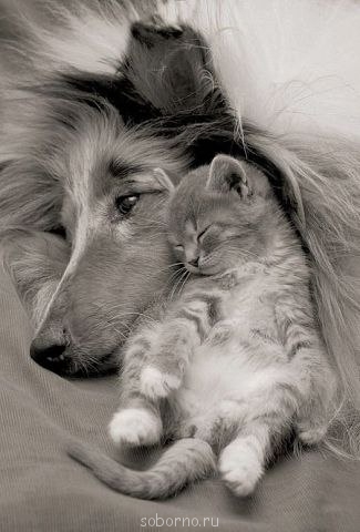 Наши верные друзья - собаки - x_e429c7fe.jpg