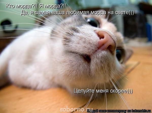 Они такие забавные смешные фото и видео  - 297359_2543577949780_1263663323_32961796_556226715_n.jpg