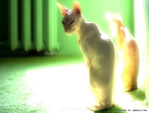 Что такое НЛО ? - 1178102_500_380_source.jpg