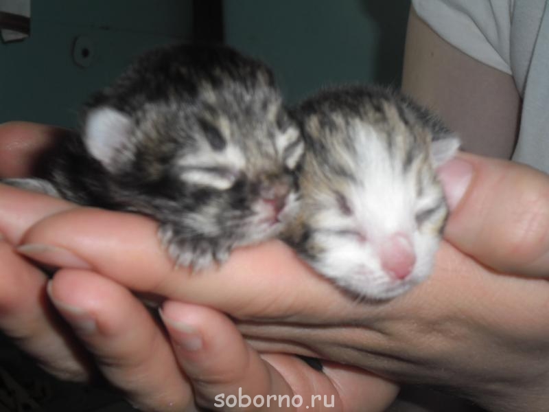 Кошки - очарование МОЁ - SAM_3144.JPG