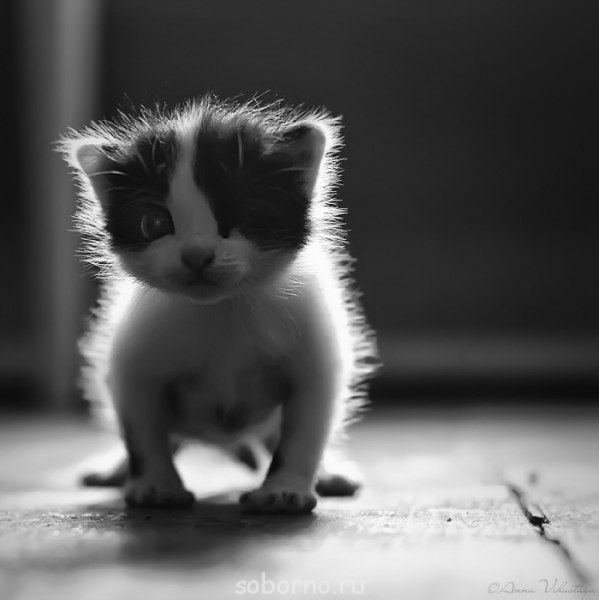 Они такие забавные смешные фото и видео  - x_d43cf5b6.jpg