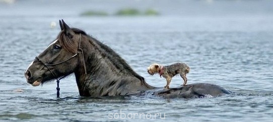 Они такие забавные смешные фото и видео  - x_a0085466.jpg