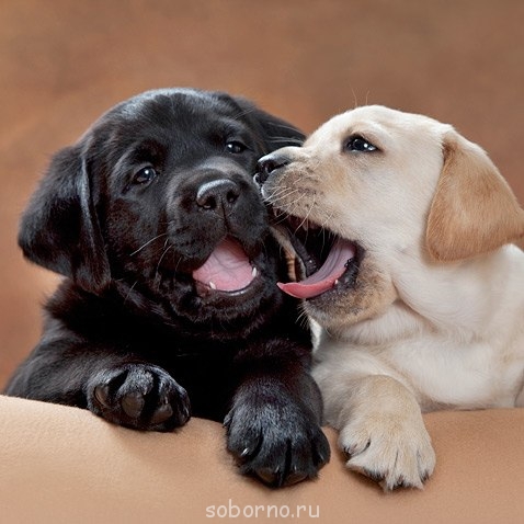 Наши верные друзья - собаки - UGjGIoxFY1M.jpg