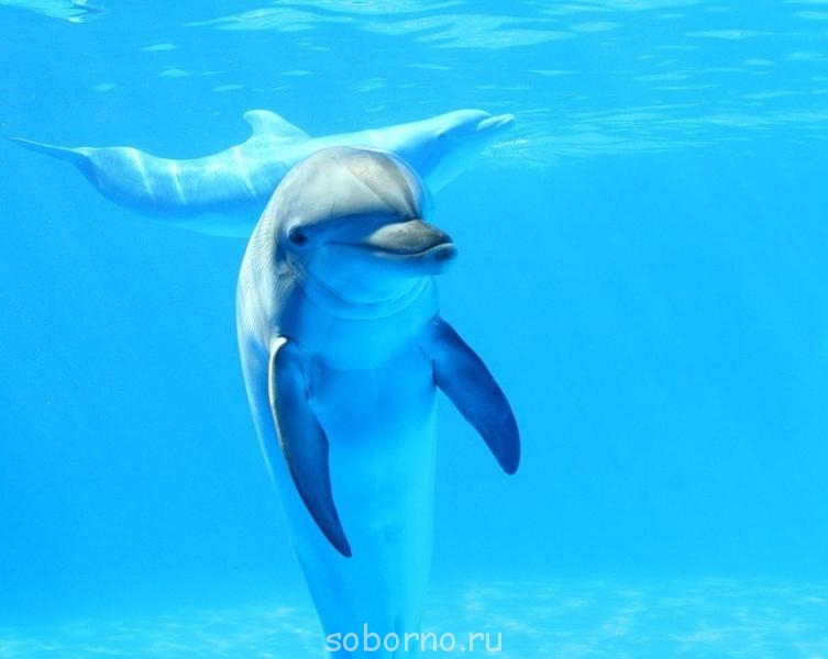 Дельфины - n-lcYX-UZ8k.jpg