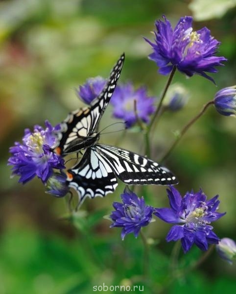 Бр-р-р-р... Насекомые всякие - g1V9gz7SoAU.jpg