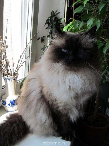 Кошки - очарование МОЁ - april2012 010.jpg