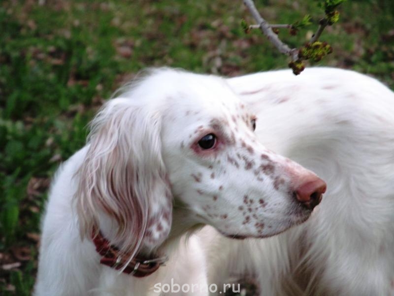 Наши верные друзья - собаки - april2012 010.jpg