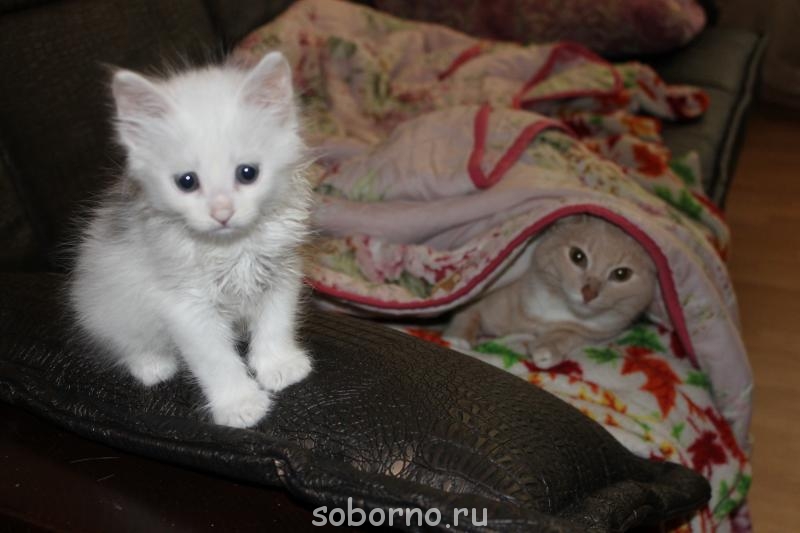 Завалинка - IMG_0866.JPG