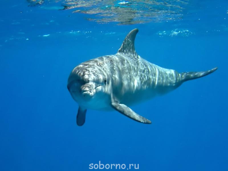 Дельфины - owtZ3ttgjZE.jpg