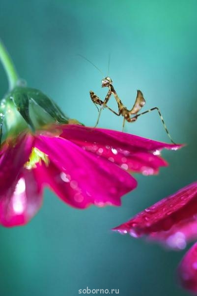 Бр-р-р-р... Насекомые всякие - A34NbFR11d8.jpg