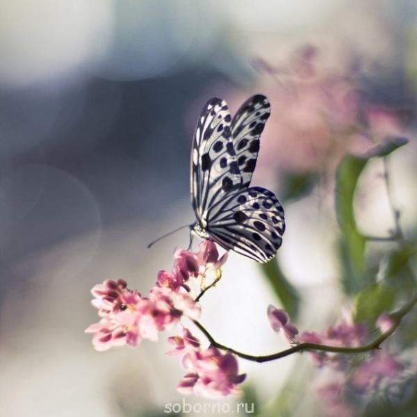 Бр-р-р-р... Насекомые всякие - lmYgCs8HKiI.jpg