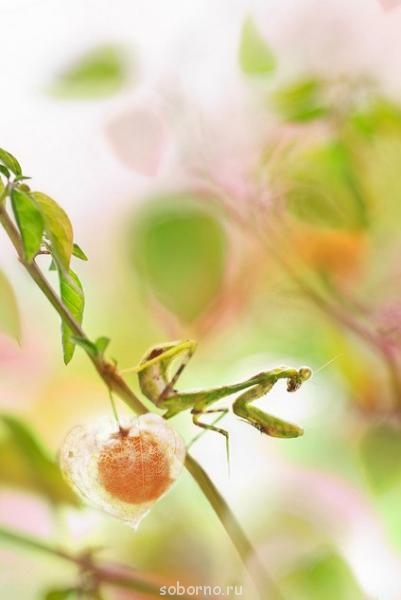 Бр-р-р-р... Насекомые всякие - Dl1_e_gWy9o.jpg