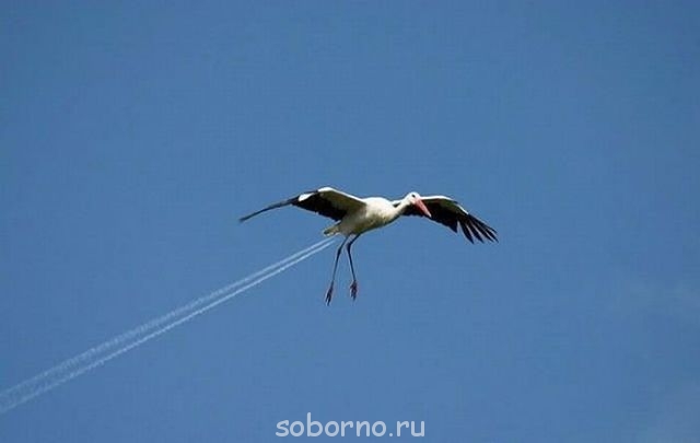 Они такие забавные смешные фото и видео  - aist.jpg