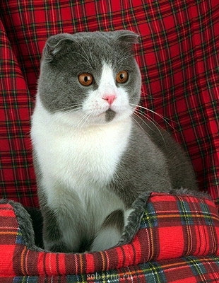 Наши потери - 0_1b41a_7b6c6d53_L[1].jpg